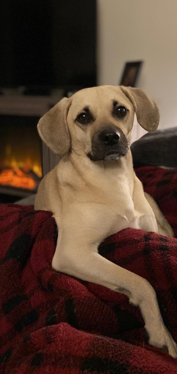 /Images/uploads/Louies Legacy Animal Rescue/cutest-rescue-pet-2023/entries/28182thumb.jpg